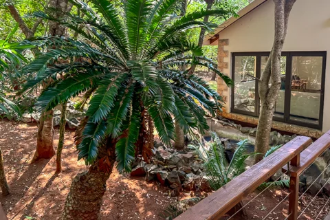 Hilltop Forest Chalets - Hluhluwe